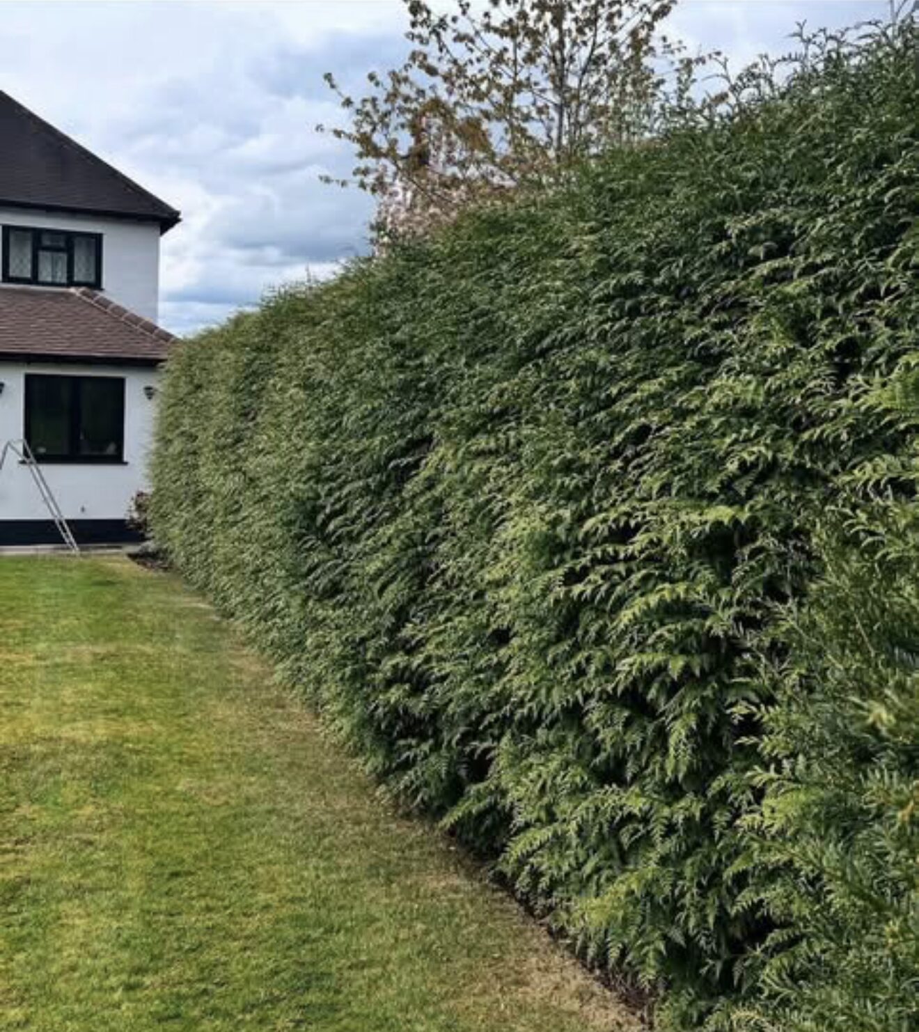 Kutting hedge — before