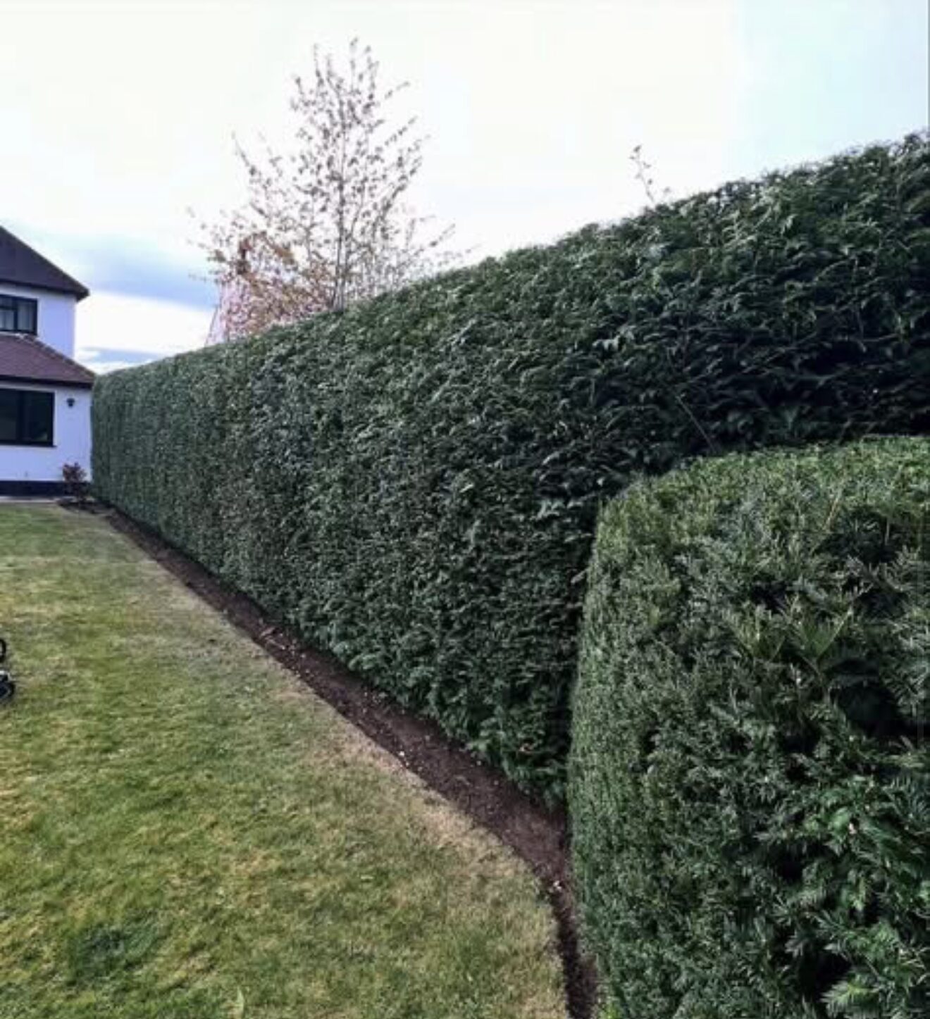 Kutting hedge — after