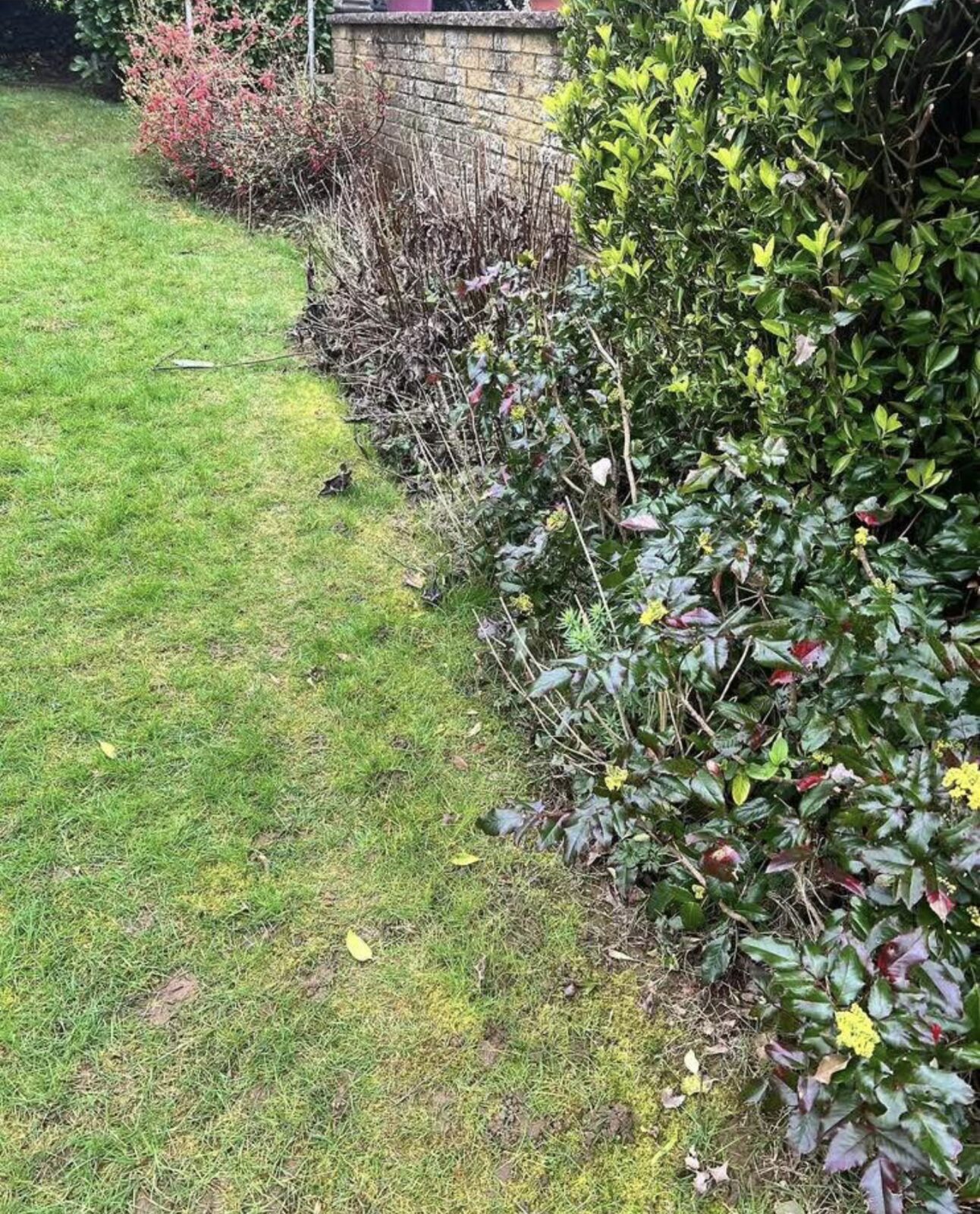 Kutting hedge — before