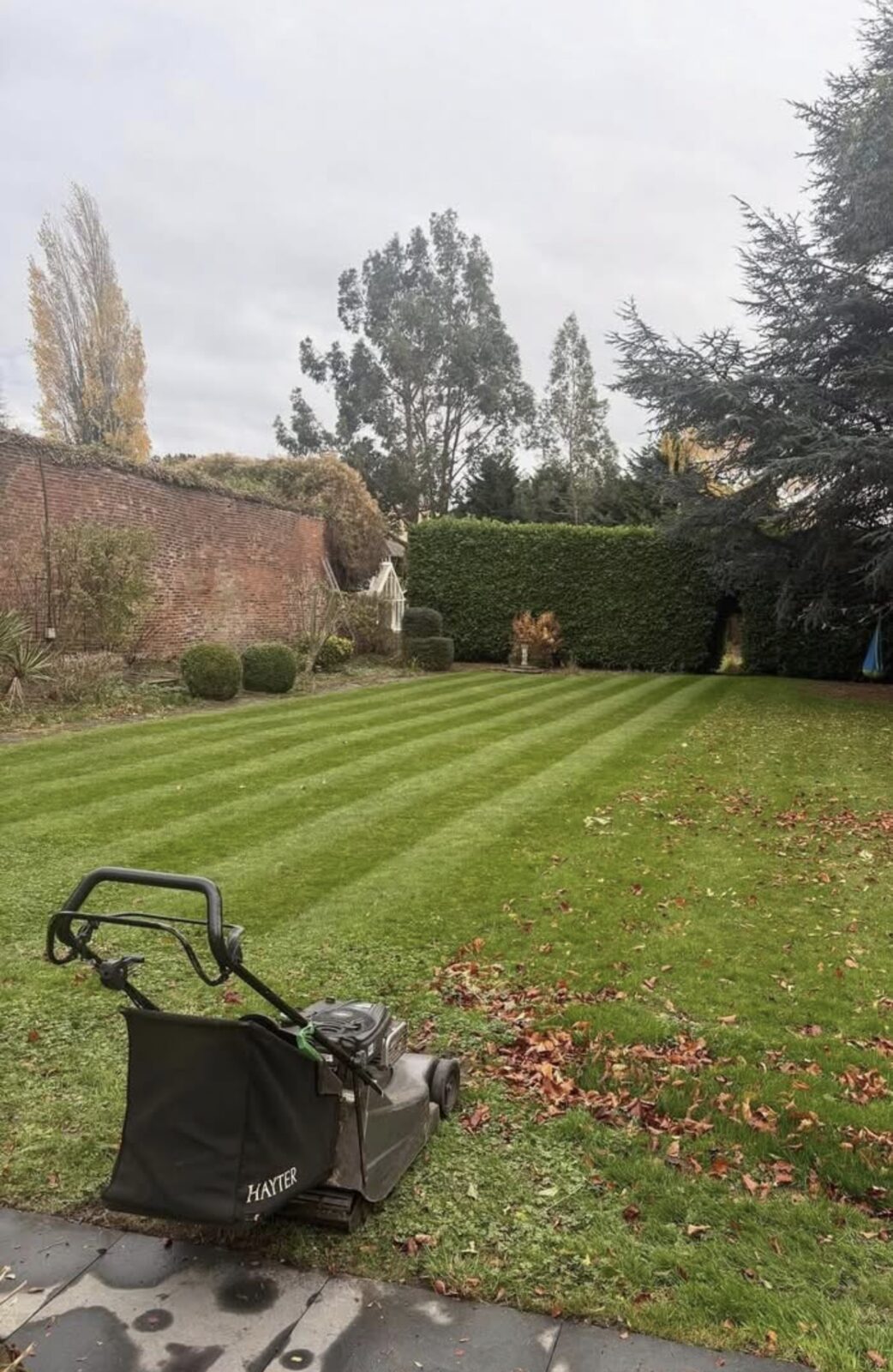 Kutting hedge — recent work