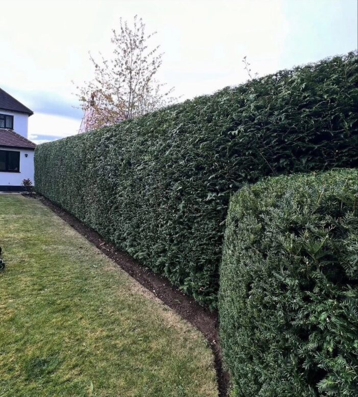 Kutting hedge — recent work