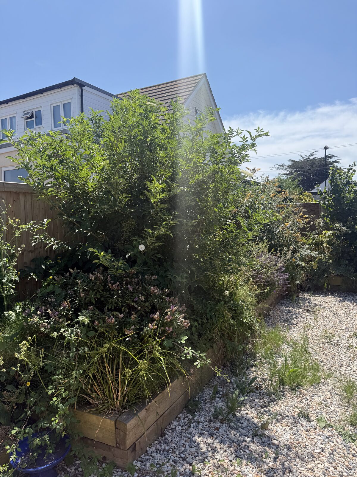 Kutting hedge — recent work