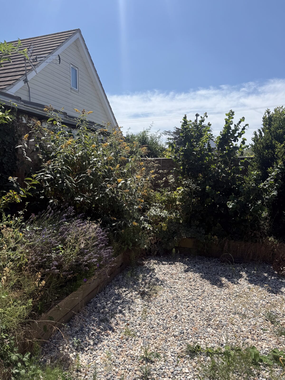 Kutting hedge — recent work