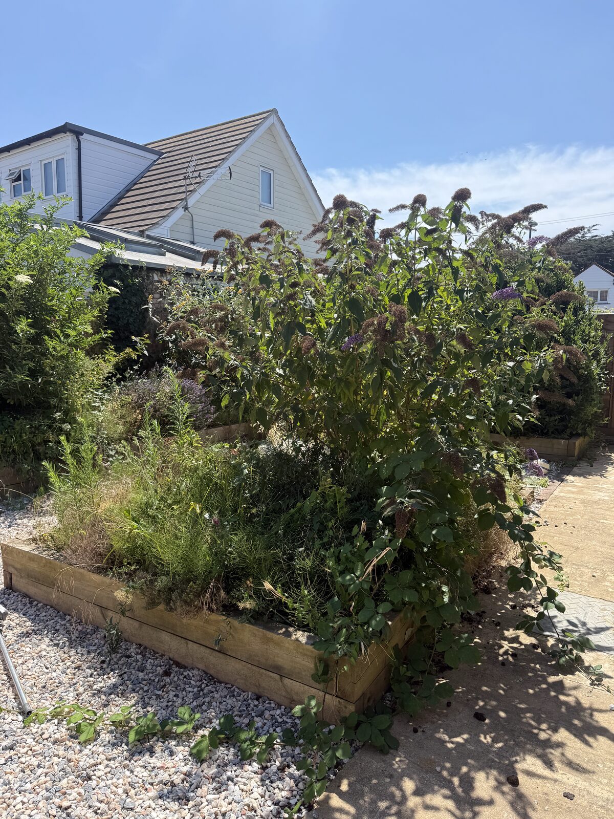 Kutting hedge — recent work