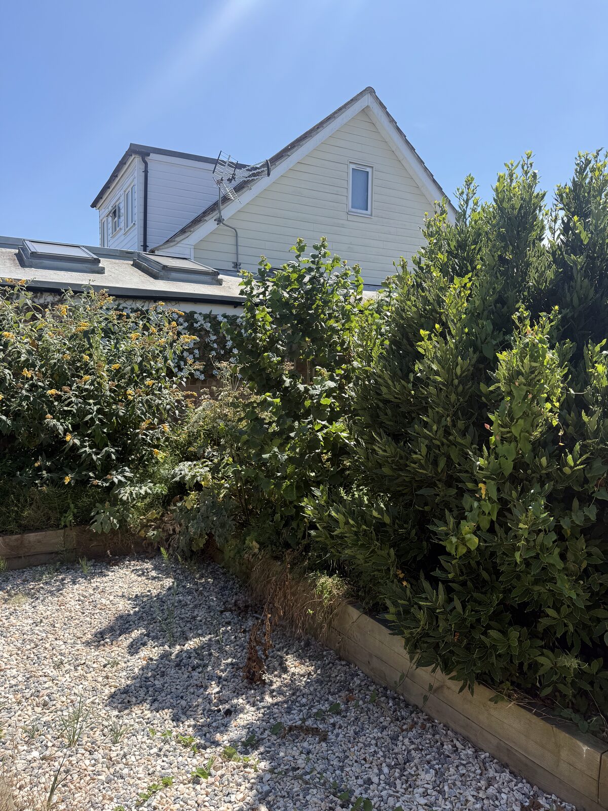 Kutting hedge — recent work